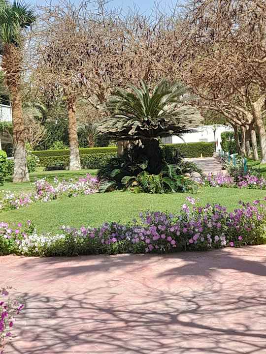 Außenansicht Desert Rose