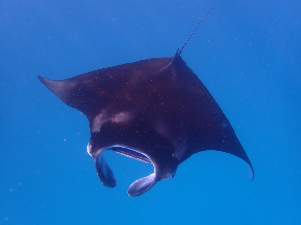 Sport & Freizeit NH Collection Maldives Reethi Resort