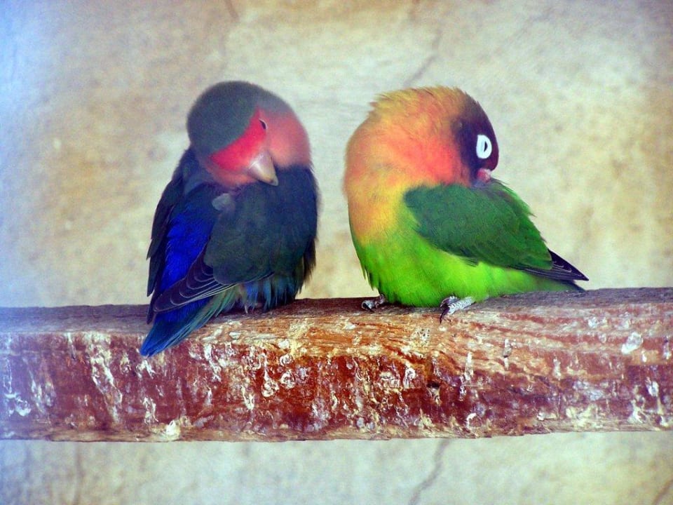 Tiere Grecotel LUXME White