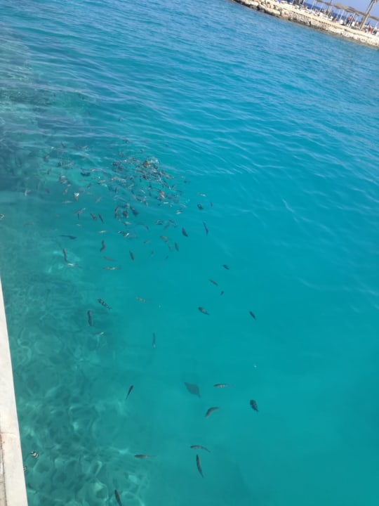 Strand Pickalbatros Citadel Resort