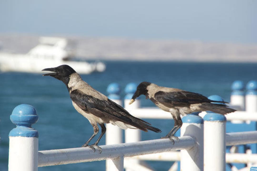 Marina 5 The Grand Hotel Hurghada