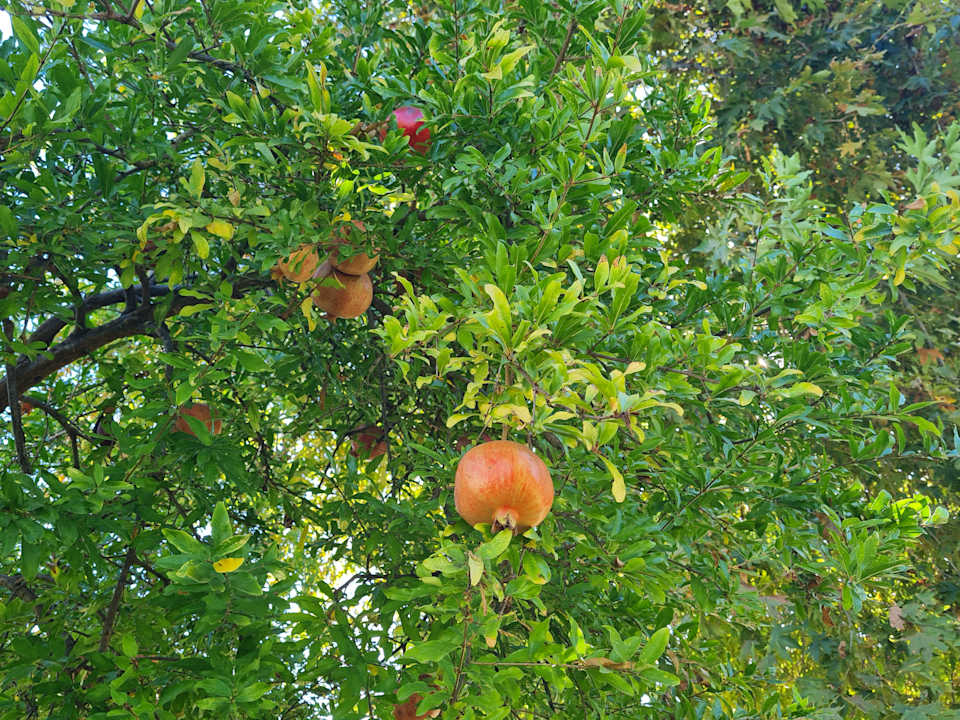 Gartenanlage Club Sidelya Hotel