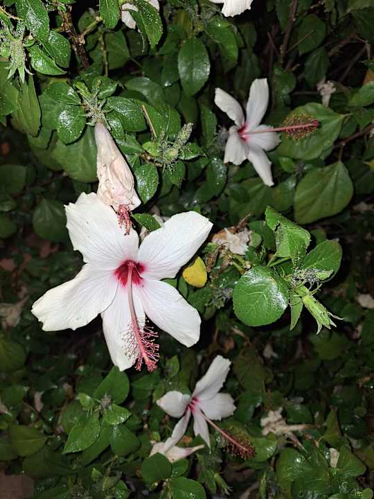 Gartenanlage Korumar Ephesus Beach & Spa Resort