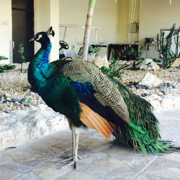 Pfau im Garten des Hotels JA Beach Hotel