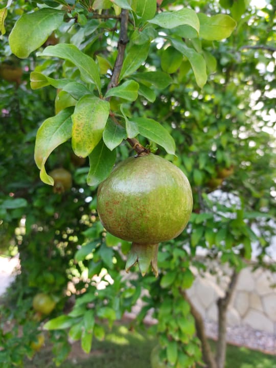 Gartenanlage Ali Bey Club