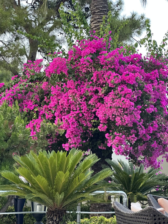 Gartenanlage Aleria Belport Beach Hotel