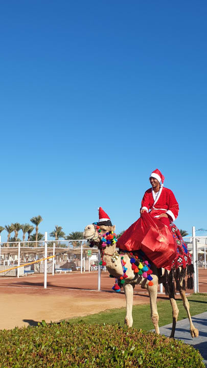 Sonstiges Pickalbatros Dana Beach Resort - Hurghada