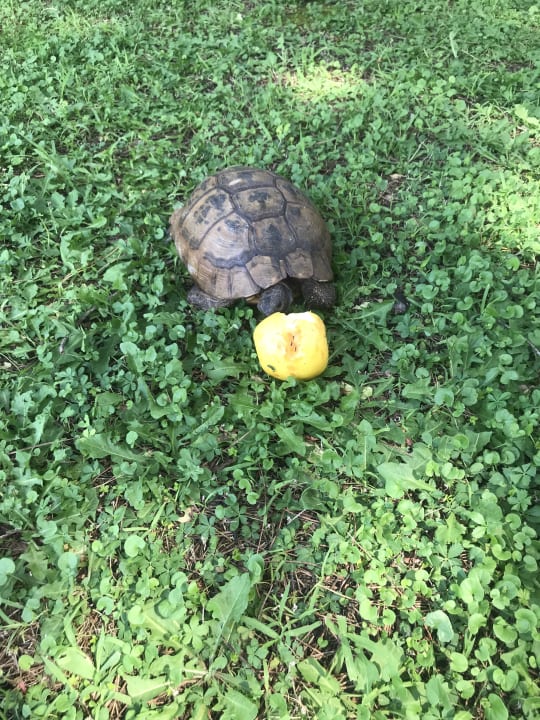 Außenansicht Megasaray Club Belek