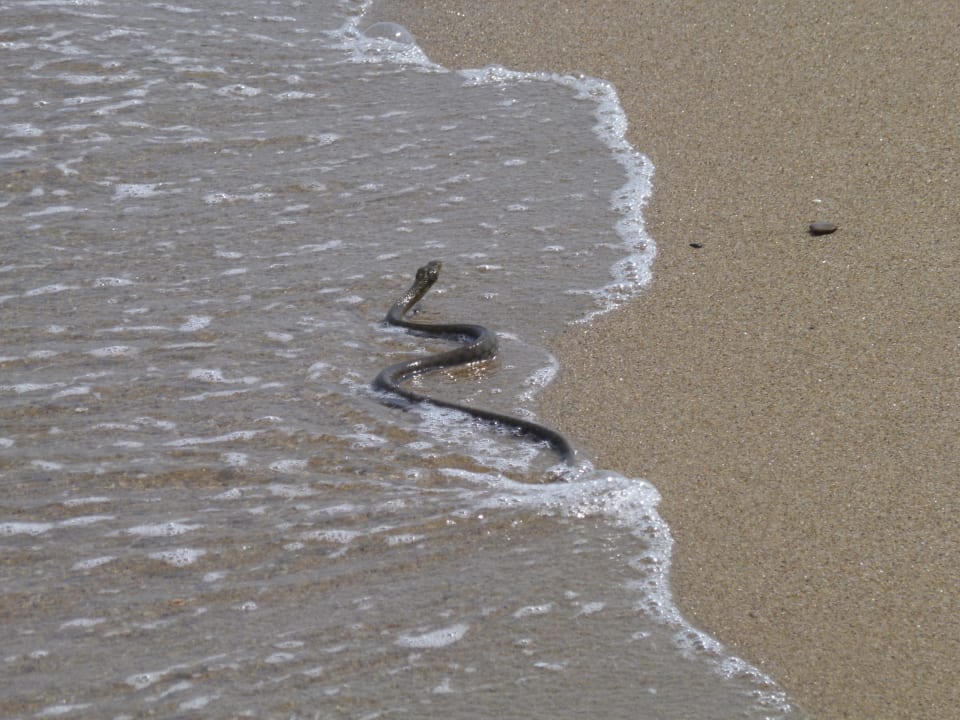 Wasserschlange HVD Clubhotel Miramar