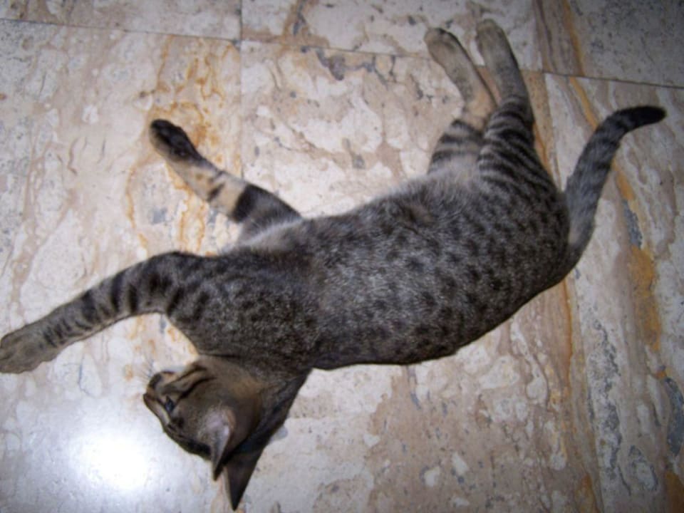 Hotelkatze  The Fair House Beach Resort