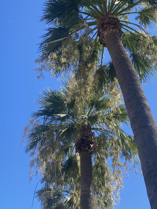 Gartenanlage Kustur Club Holiday Village