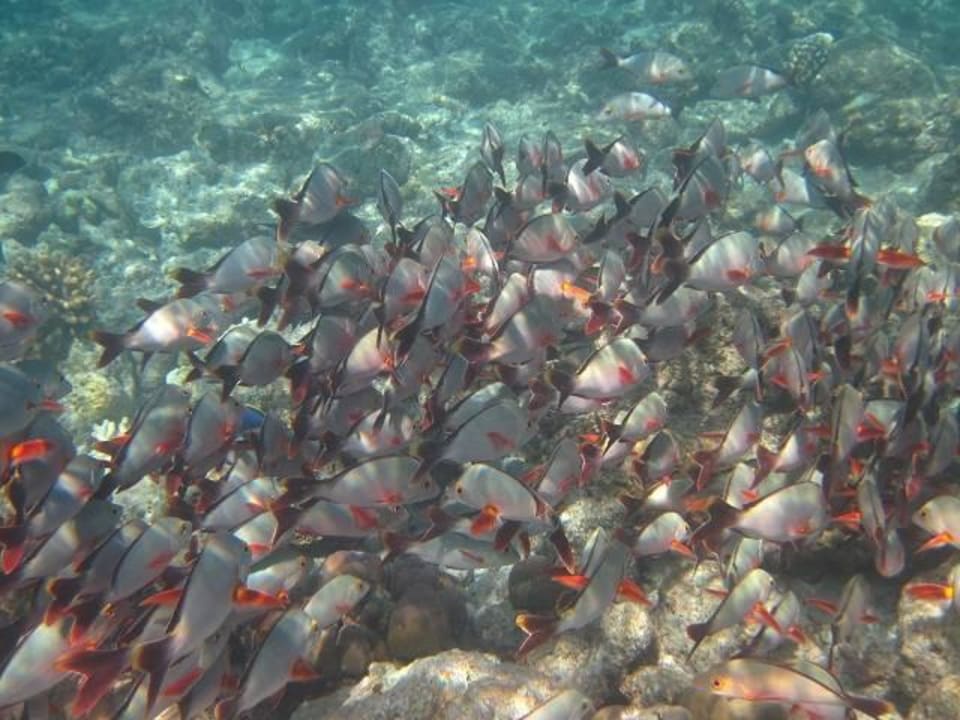 Am Riff  Veligandu Maldives Resort Island