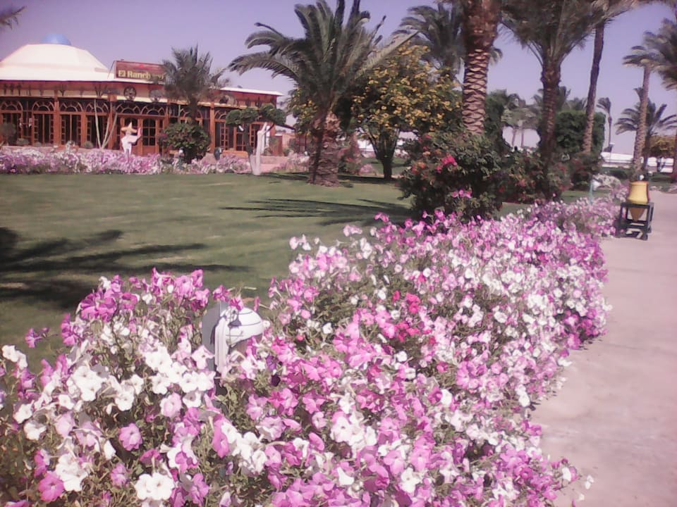 Gartenanlage Desert Rose