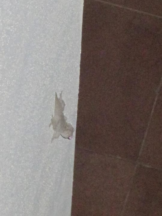 Ungebetene Gäste in der Nacht Occidental Jandía Mar