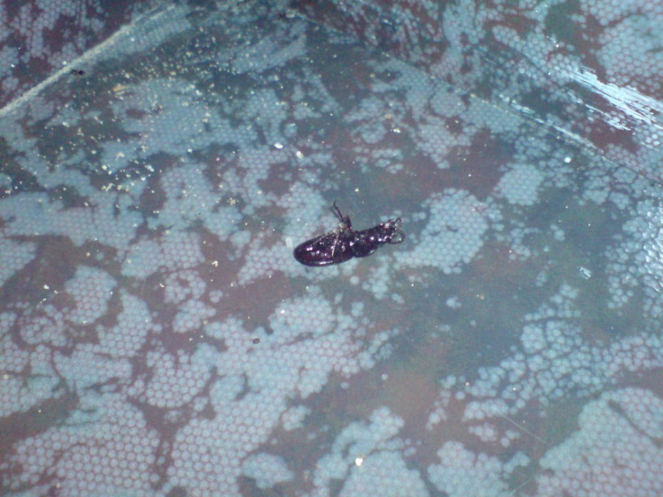 Große Krabbeln HARPIN Georgioupolis Resort Aquapark & SPA