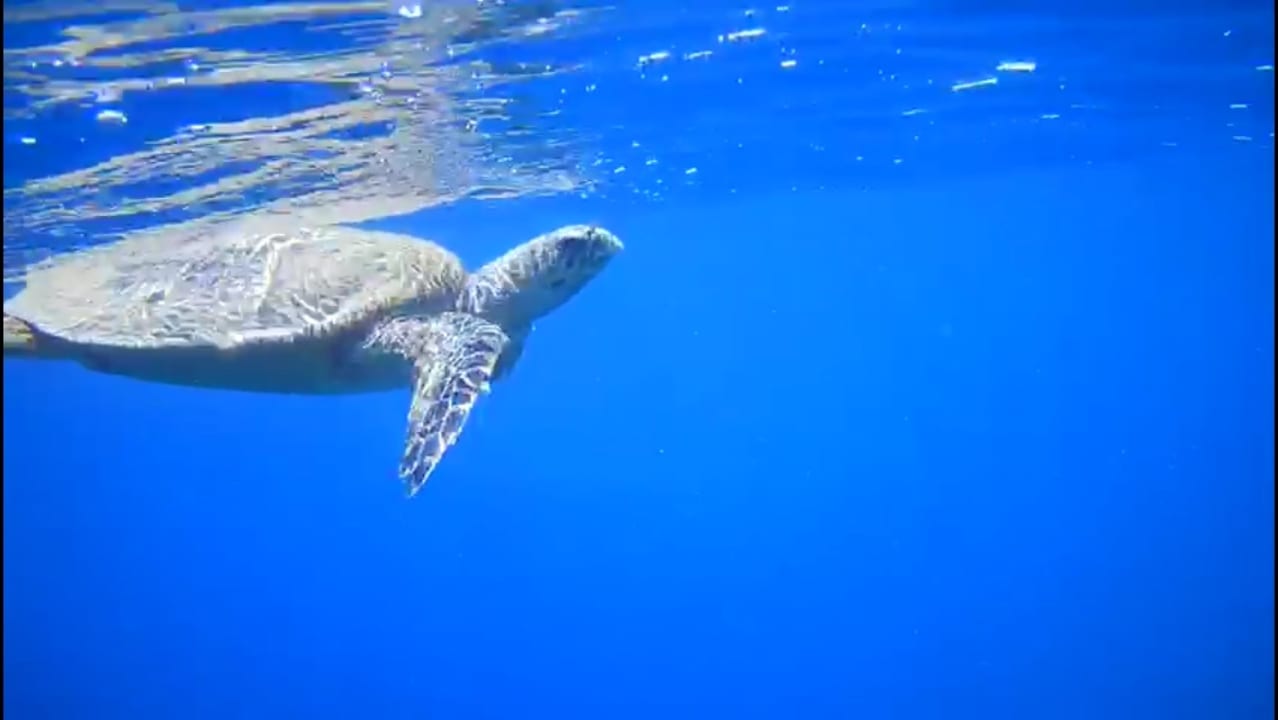 Strand Makadi Spa - Adults only