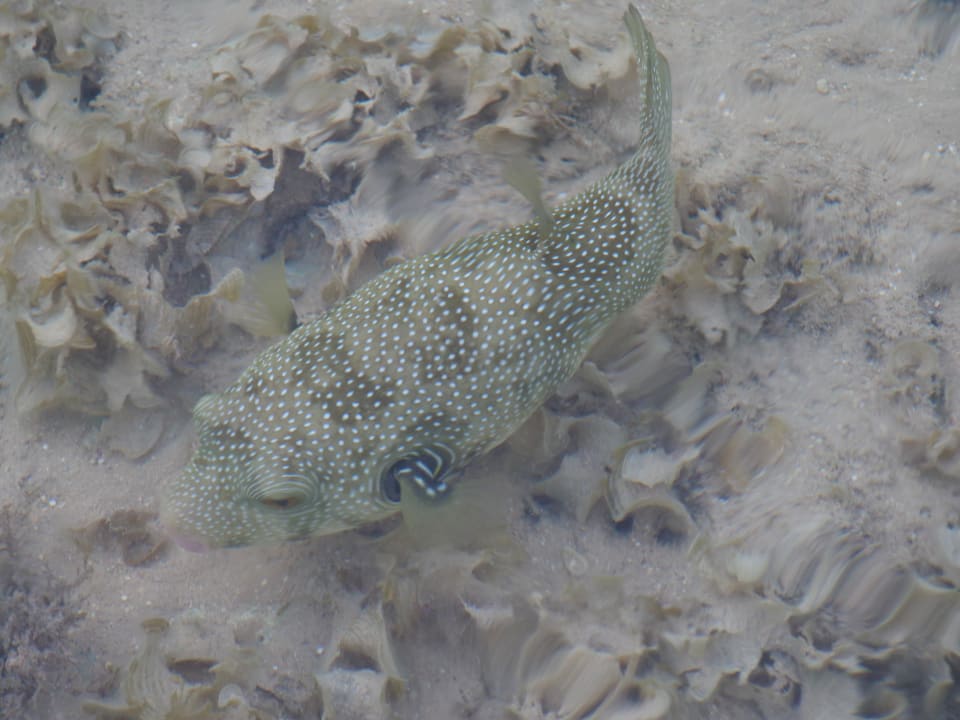 Sport & Freizeit Stella Beach Resort & Spa Makadi Bay