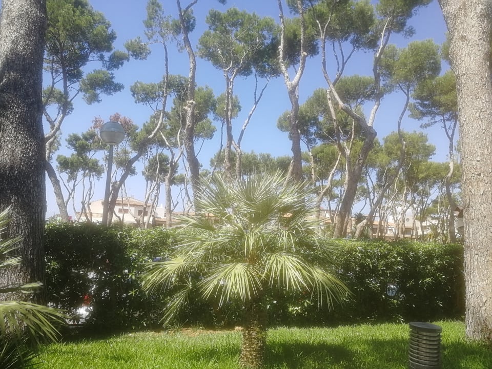 Gartenanlage Hotel Riu Festival