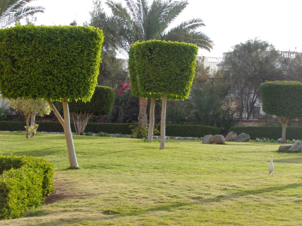 Территория Desert Rose