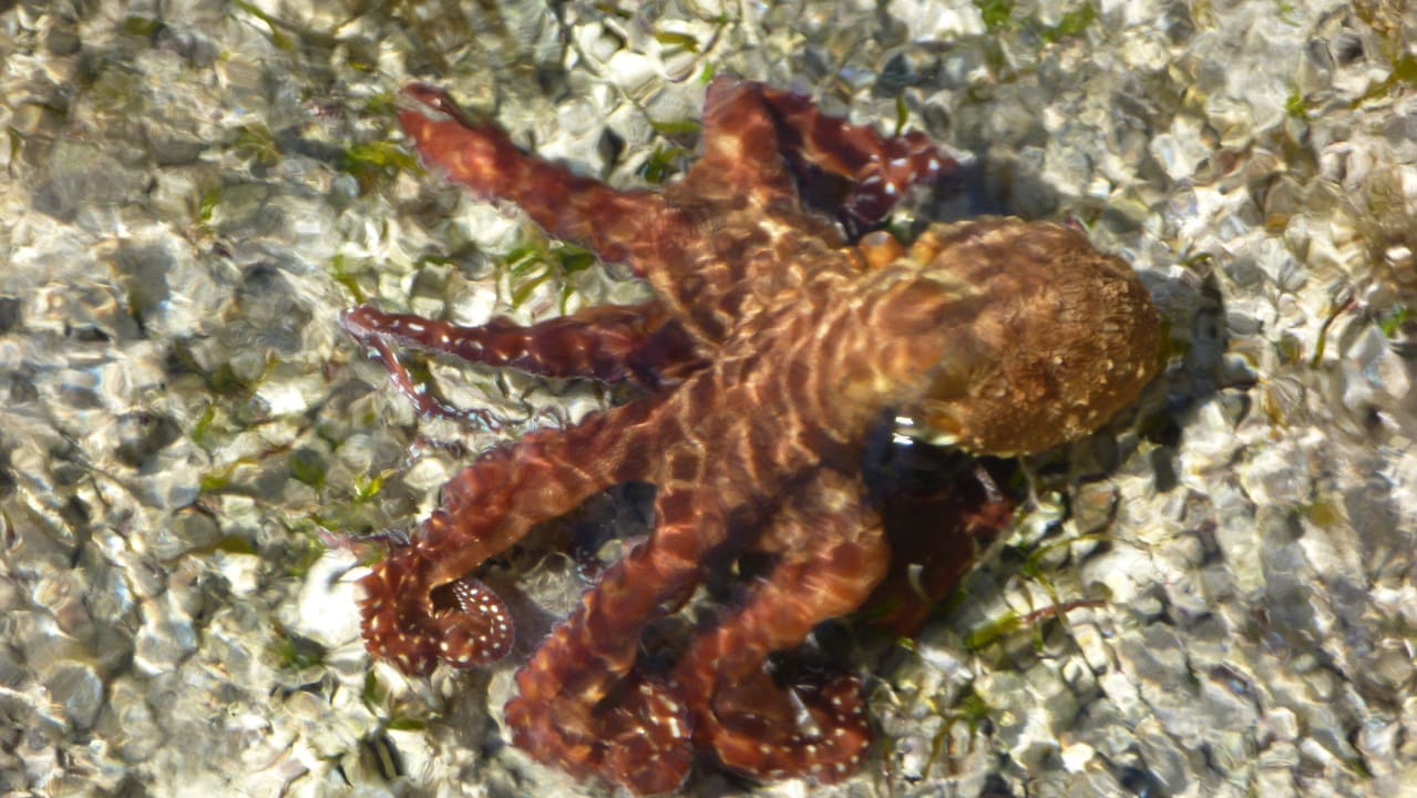 Hotelowa rafa Solitaire Resort Marsa Alam