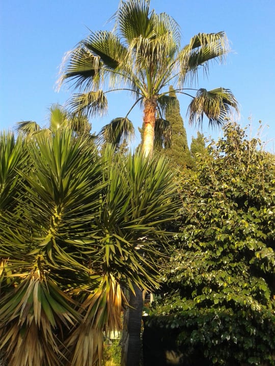 Überall Palmen und andere schöne Gewächse Ramira Beach Hotel