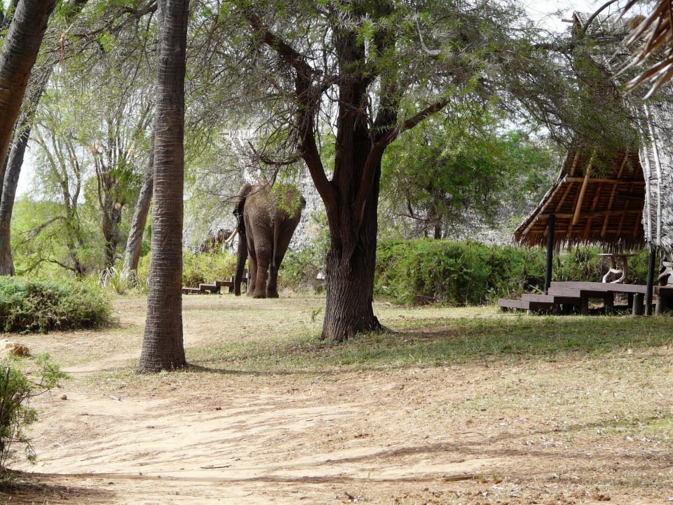 Ein Elefant zwischen unseren Zelten Galdessa Camp