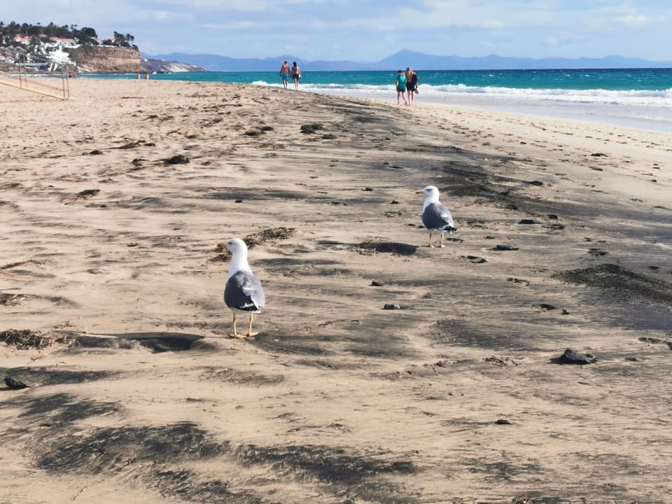 Strand Iberostar Waves Gaviotas Park