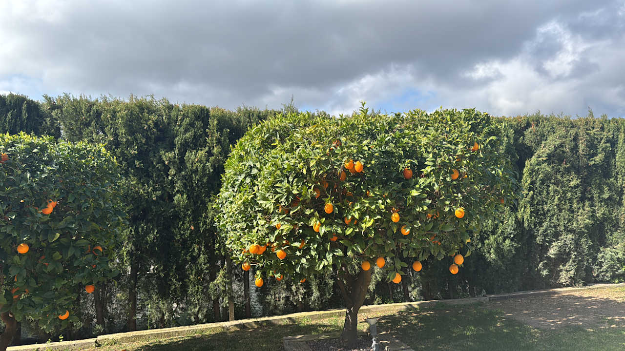 Gartenanlage Landhotel Es Corte Vell