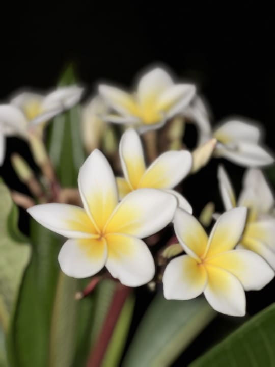 Gartenanlage Anissa Beach & Village