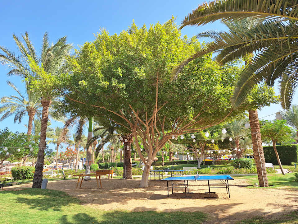 Gartenanlage Desert Rose