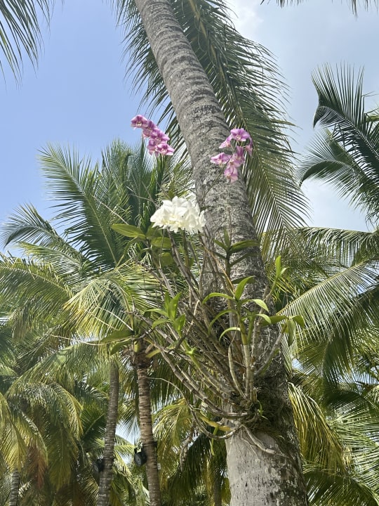 Gartenanlage Hotel Viva Dominicus Palace by Wyndham-All Inclusive Resort