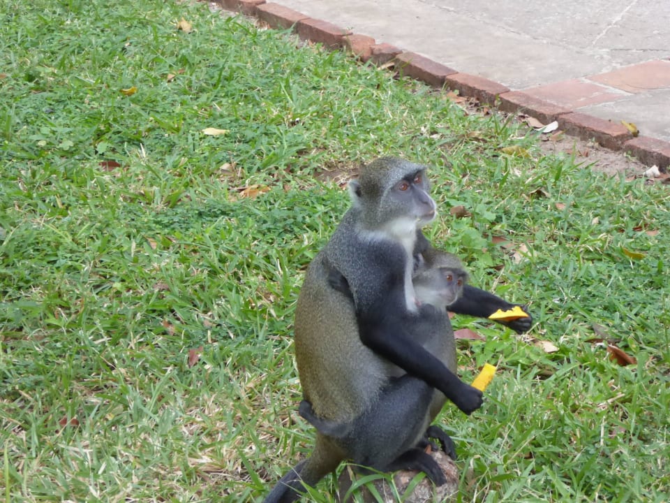 So süß Baobab Beach Resort & Spa