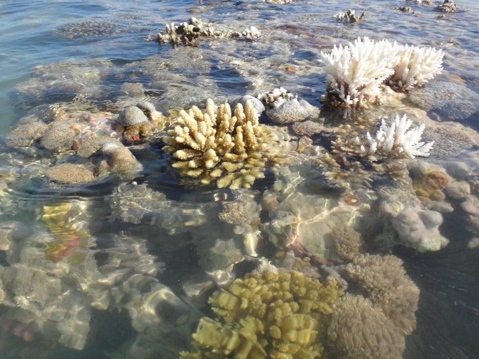 Hausriff Stella Beach Resort & Spa Makadi Bay