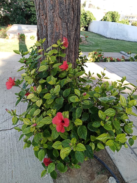 Gartenanlage Hotel Belmare