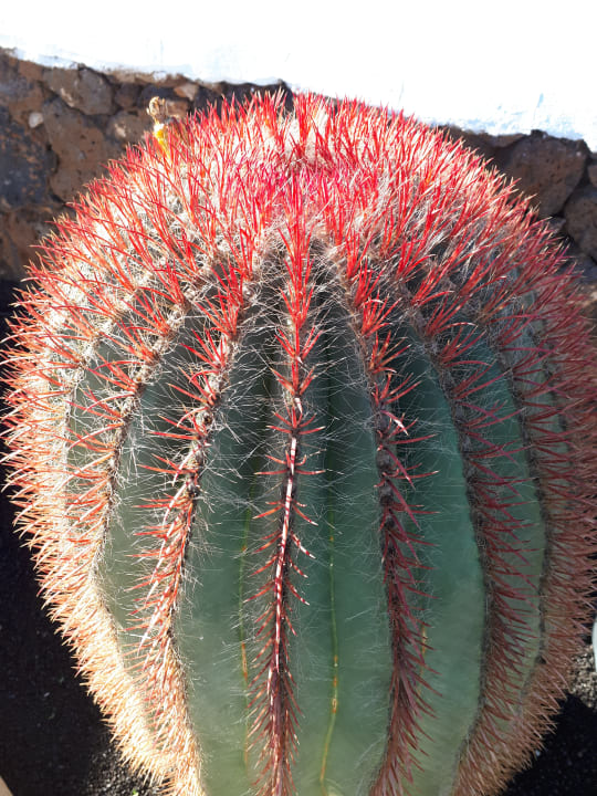 Gartenanlage Hotel El Caserio de Guime