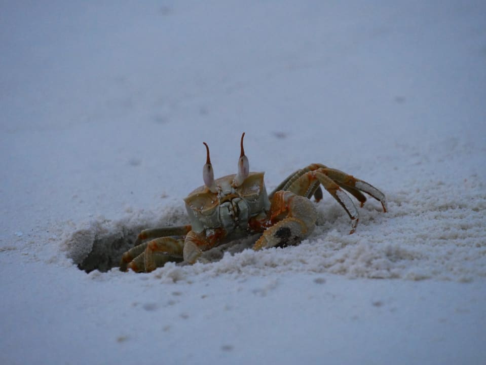 Strand Summer Island Maldives
