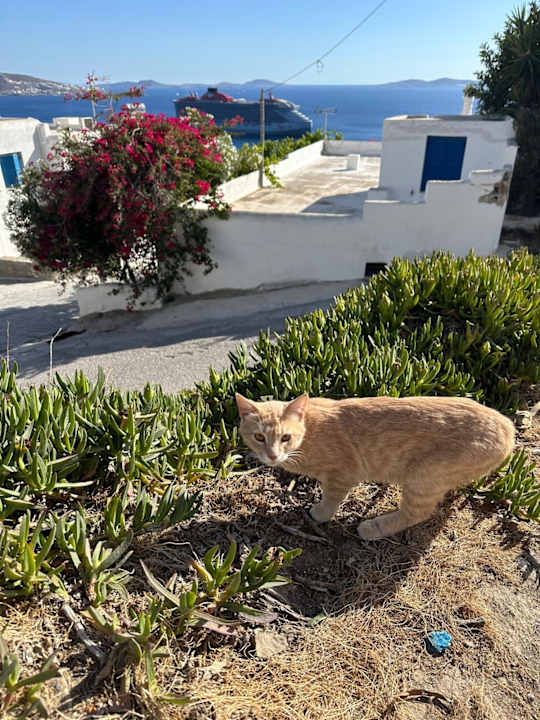 Außenansicht Amyth of Mykonos Agios Stefanos