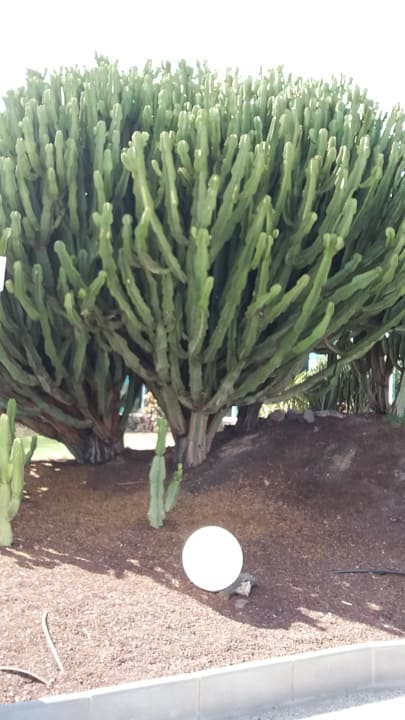 Gartenanlage allsun App.-Hotel Esquinzo Beach