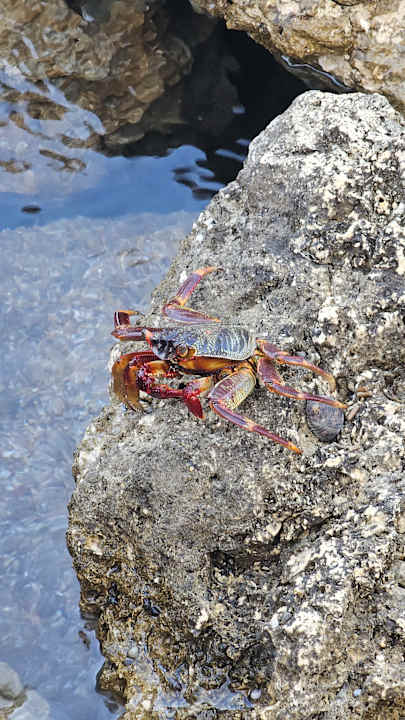 Strand Pickalbatros Citadel Resort