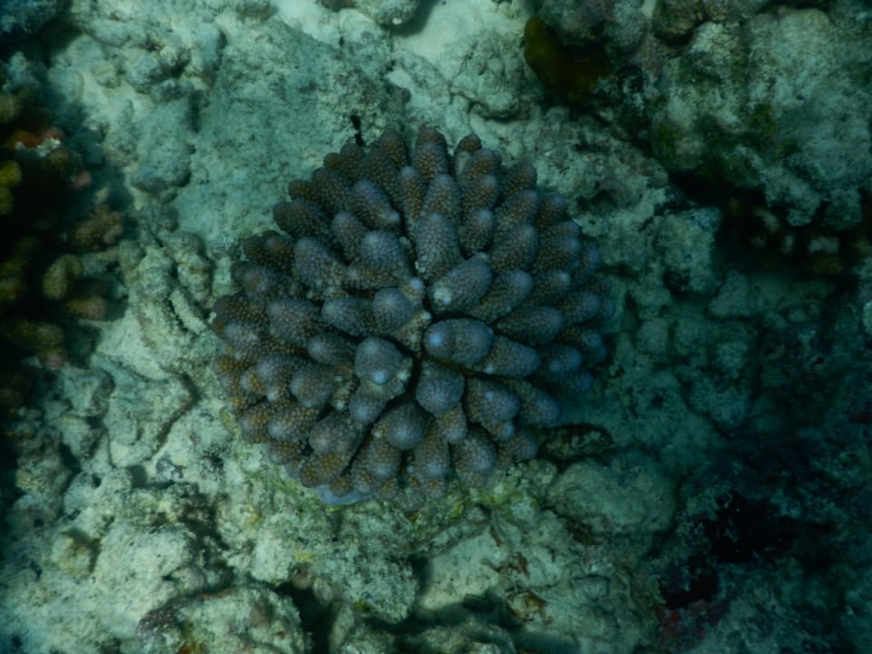 Sport & Freizeit NH Collection Maldives Reethi Resort