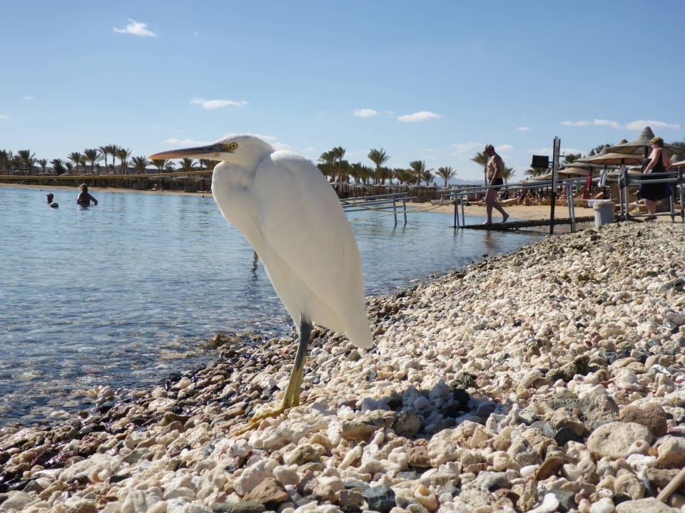Der Strand Seidenreiher Steigenberger Coraya Beach - Adults only