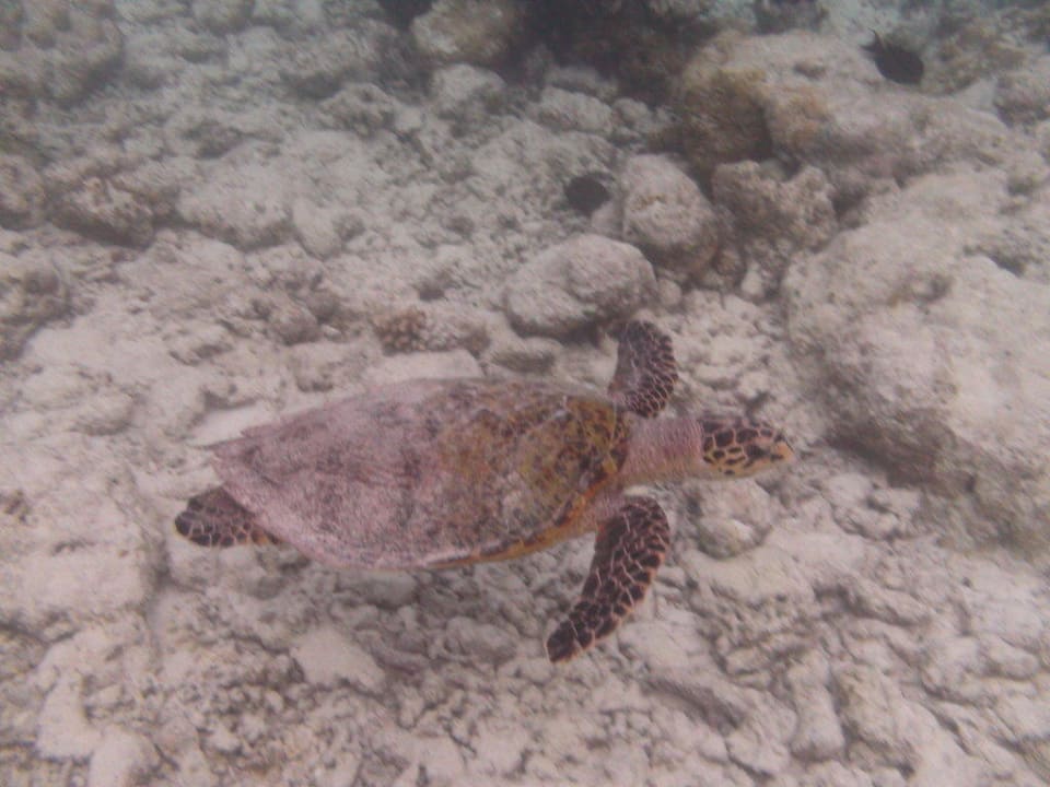 Hausriff Turtle Sun Siyam Vilu Reef