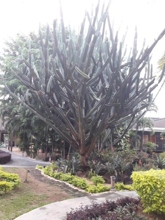 Gartenanlage Lagoon Attitude - Adults only