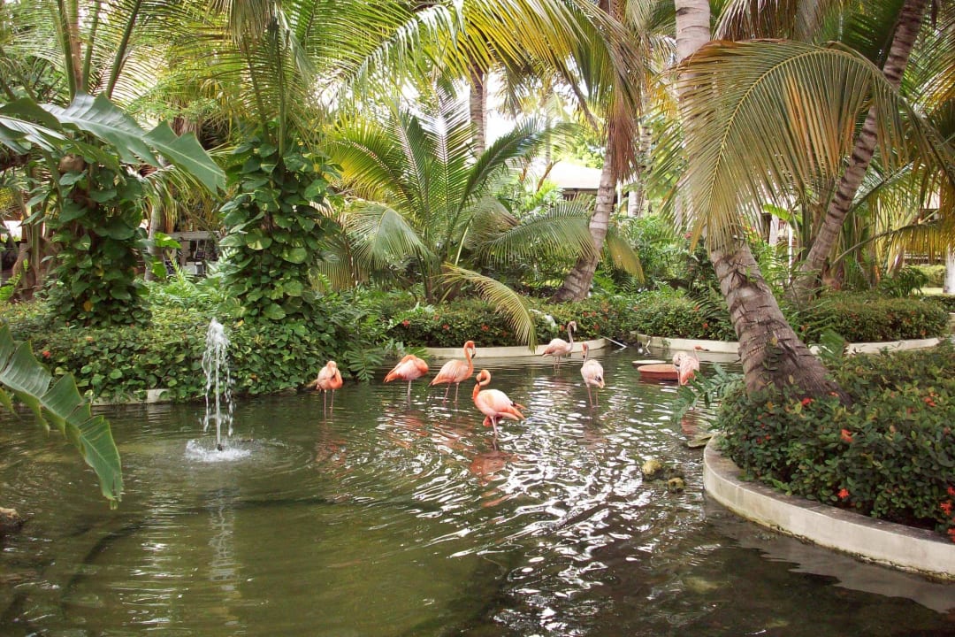 Teich vor der rRzeption Hotel Grand Palladium Palace Resort, Spa & Casino