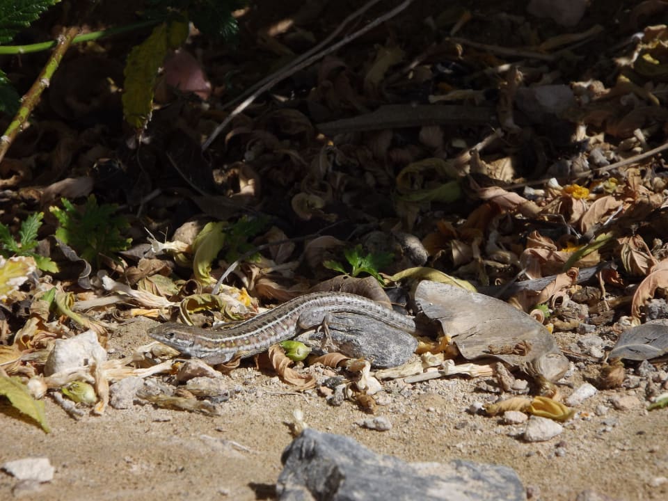 Kleine Eidechse H10 Tindaya