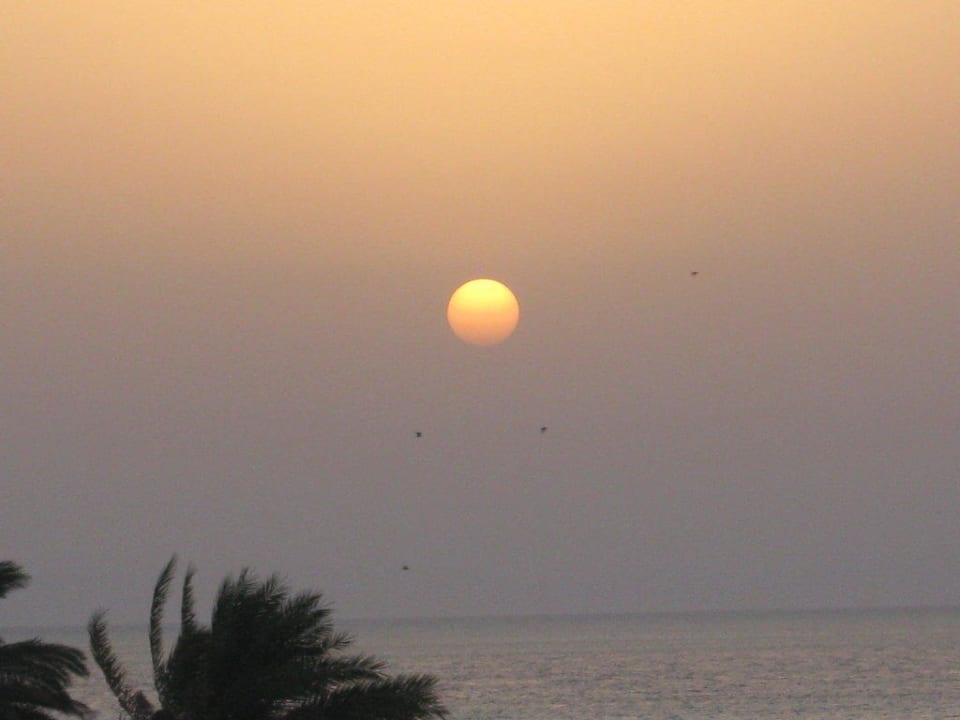 Sonnenaufgang mit Palmen am Strand Mövenpick Resort & Spa El Gouna