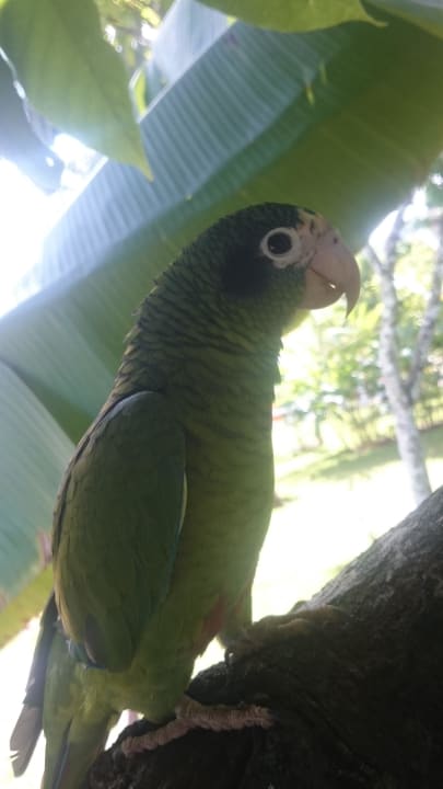 Papagei Villas Bavaro Resort & Spa