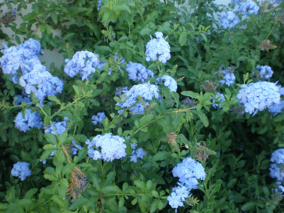 Gartenanlage SENTIDO Port Royal Villas & Spa