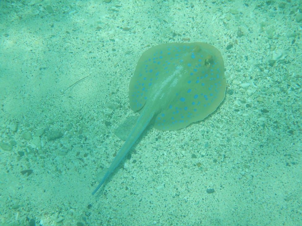 Strand Mövenpick Resort El Quseir