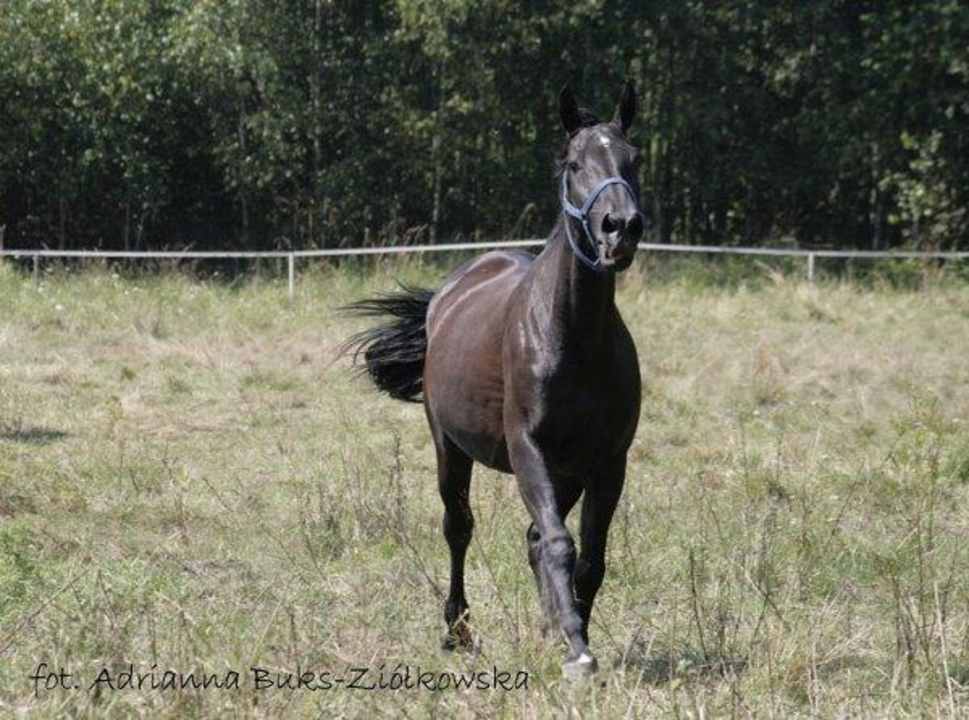 Konie Tematyczny Ośrodek Sportowo-Rekreacyjny Dwór Zawiszy